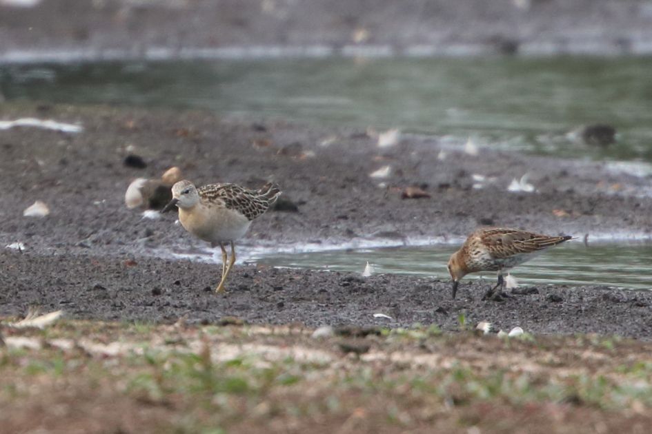 welke vogel staat links van de bonte strandloper?